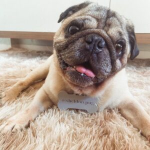 Plaquinha de Identificação Personalizada para Pets (Impressão 3D)